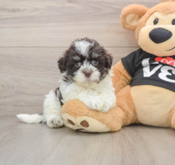 5 week old Havanese Puppy For Sale - Windy City Pups