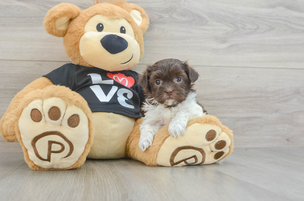 6 week old Havanese Puppy For Sale - Windy City Pups