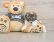 8 week old Havanese Puppy For Sale - Windy City Pups