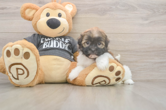 5 week old Havanese Puppy For Sale - Windy City Pups Cute Bichon Havanes Purebred Puppy