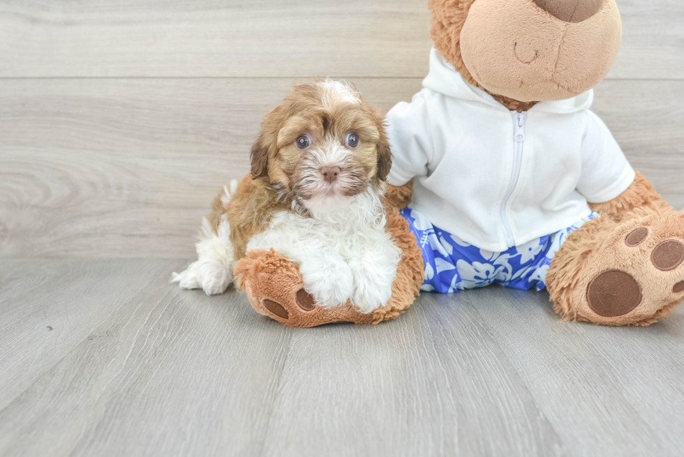 Popular Havanese Purebred Pup