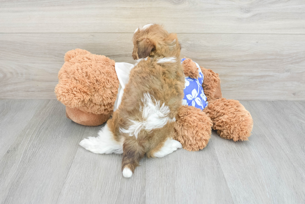 Little Havanese Purebred Pup