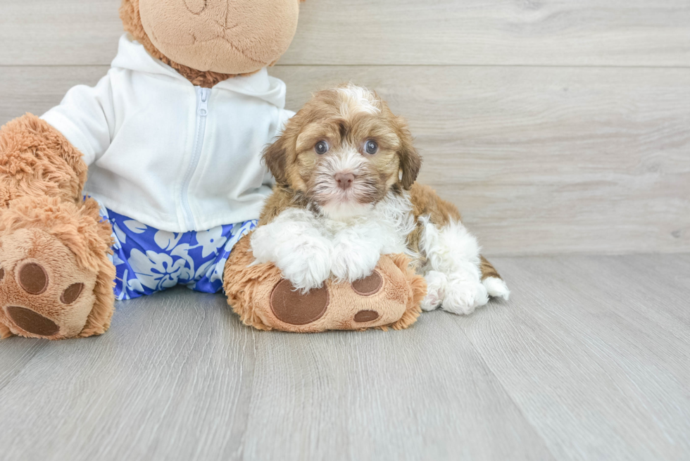 Akc Registered Havanese Purebred Pup
