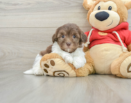 8 week old Havanese Puppy For Sale - Windy City Pups