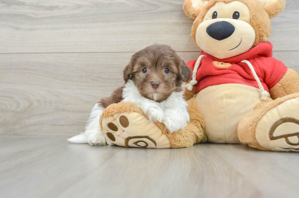 11 week old Havanese Puppy For Sale - Windy City Pups