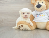 8 week old Havanese Puppy For Sale - Windy City Pups