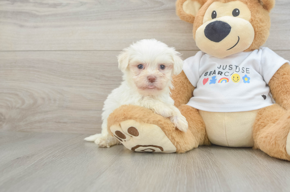 7 week old Havanese Puppy For Sale - Windy City Pups