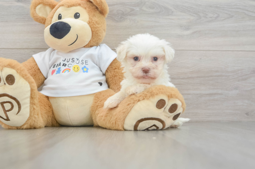 5 week old Havanese Puppy For Sale - Windy City Pups