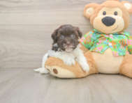 7 week old Havanese Puppy For Sale - Windy City Pups