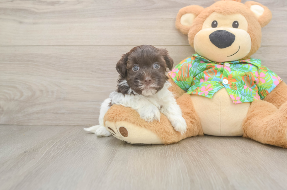 5 week old Havanese Puppy For Sale - Windy City Pups