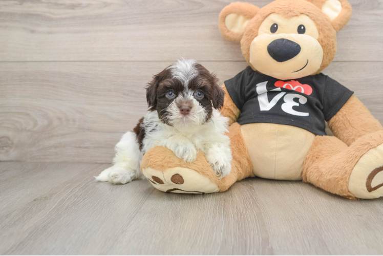 Havanese Pup Being Cute