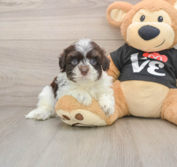 5 week old Havanese Puppy For Sale - Windy City Pups