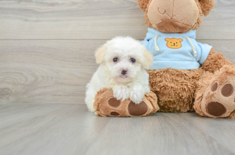 7 week old Havanese Puppy For Sale - Windy City Pups