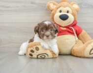 8 week old Havanese Puppy For Sale - Windy City Pups