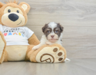9 week old Havanese Puppy For Sale - Windy City Pups