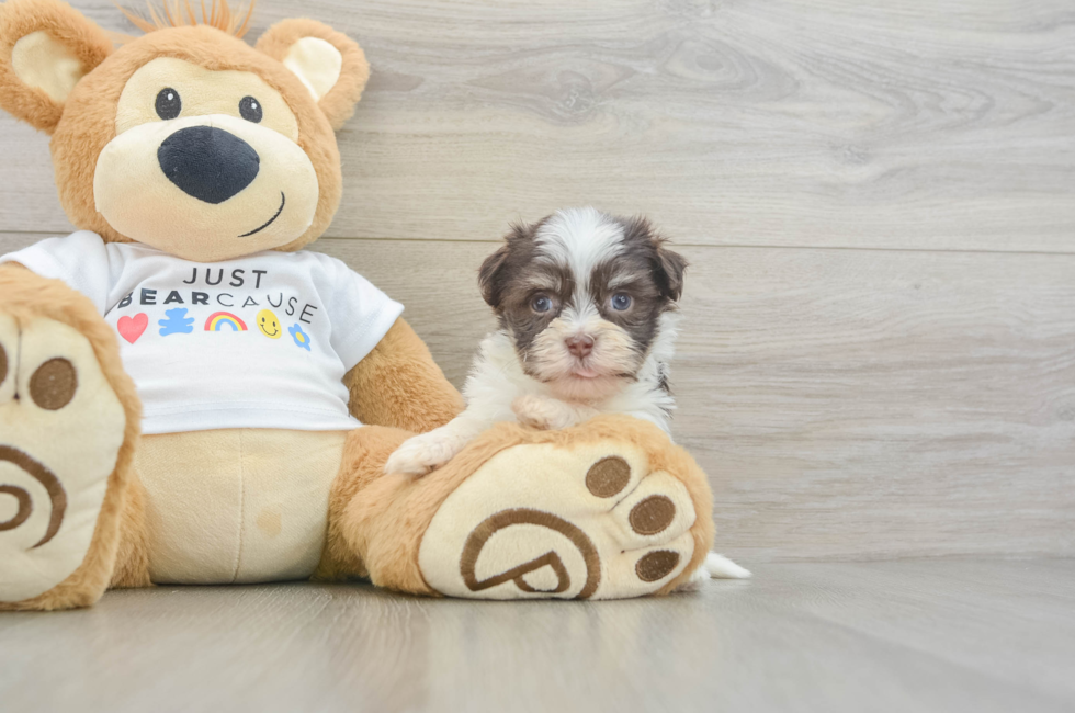 5 week old Havanese Puppy For Sale - Windy City Pups