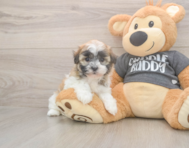 8 week old Havanese Puppy For Sale - Windy City Pups