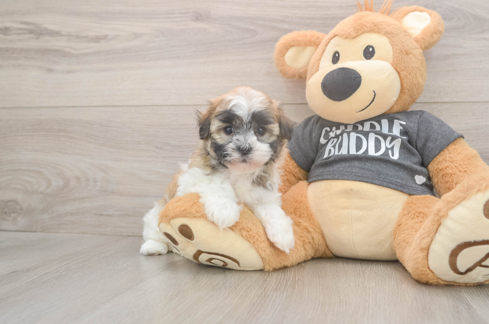 5 week old Havanese Puppy For Sale - Windy City Pups