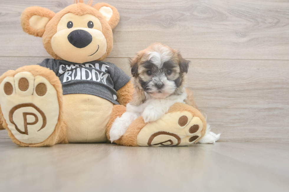 Akc Registered Havanese Baby