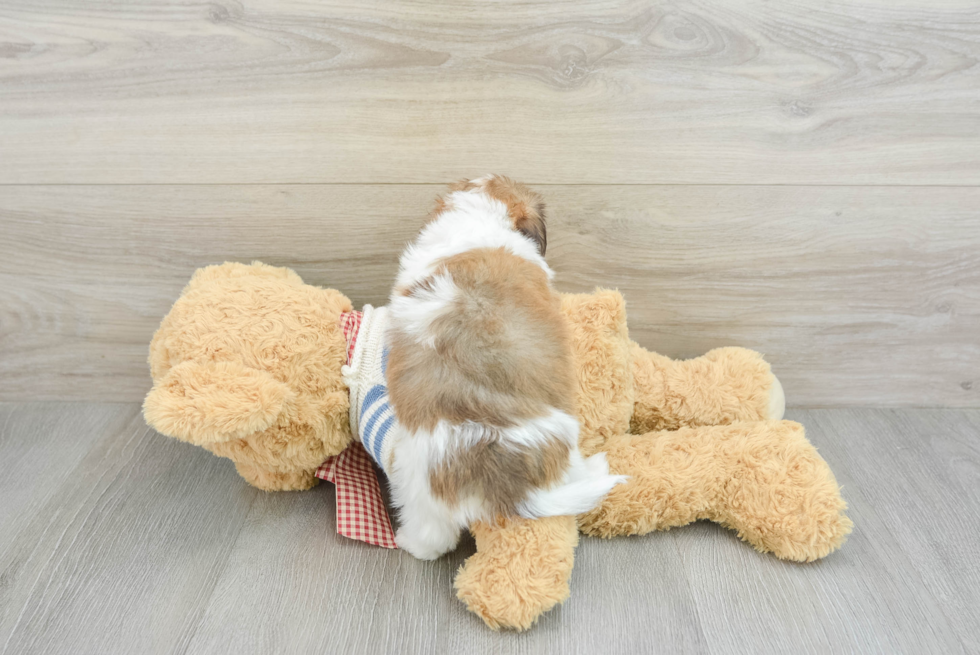 Cute Havanese Cuban Bichon Purebred Puppy