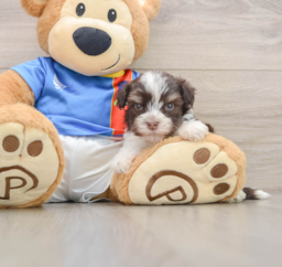 6 week old Havanese Puppy For Sale - Windy City Pups