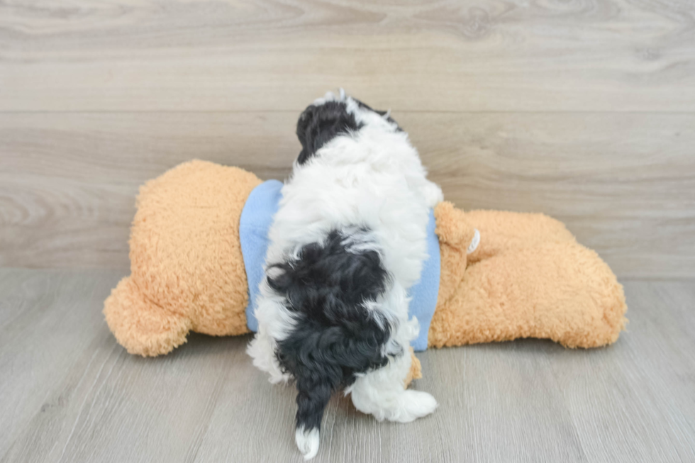 Havanese Pup Being Cute