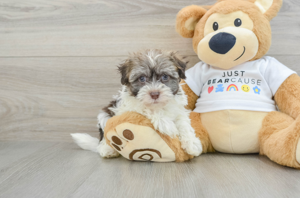 7 week old Havanese Puppy For Sale - Windy City Pups