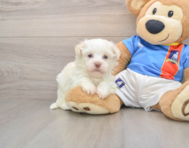 5 week old Havanese Puppy For Sale - Windy City Pups