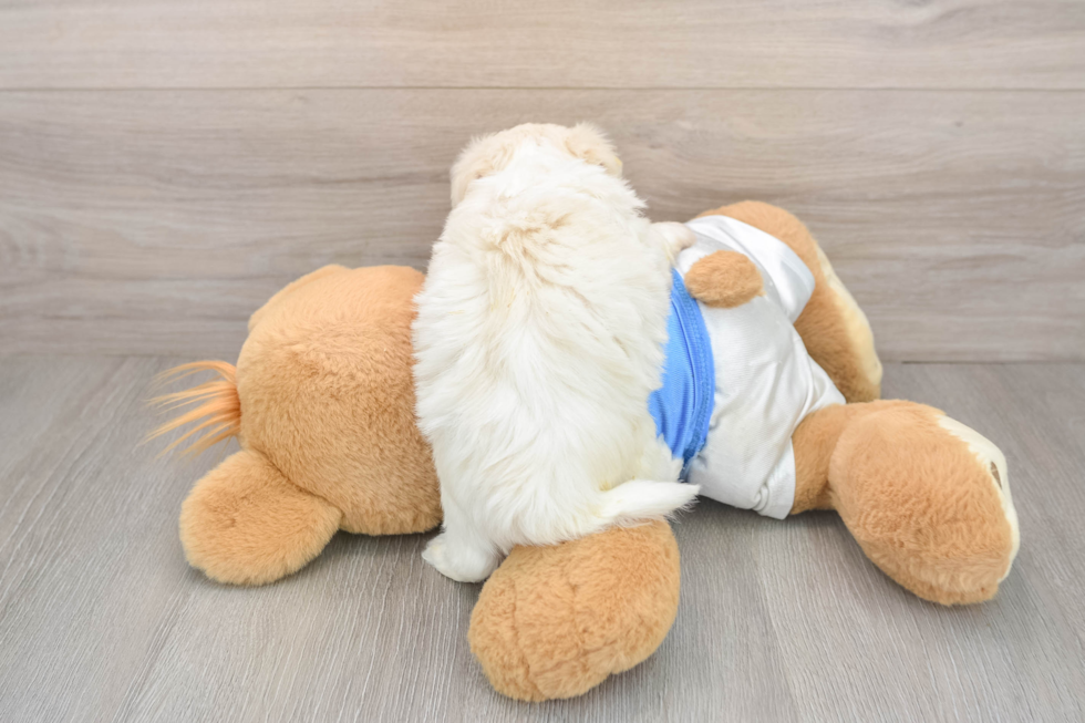 Small Havanese Purebred Pup