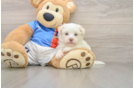 Havanese Puppy for Adoption
