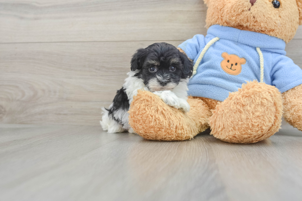 Akc Registered Havanese Baby