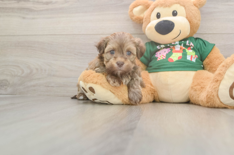 5 week old Havanese Puppy For Sale - Windy City Pups