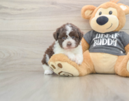 5 week old Havanese Puppy For Sale - Windy City Pups