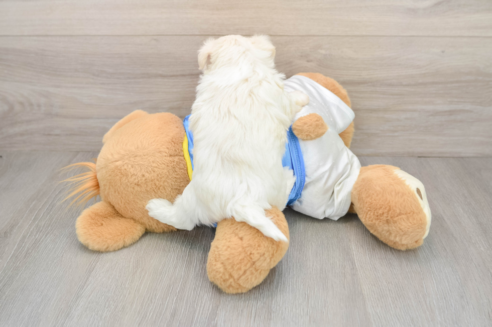 Smart Havanese Cuban Bichon Purebred Puppy