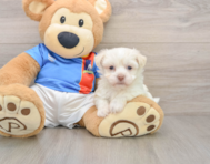 5 week old Havanese Puppy For Sale - Windy City Pups