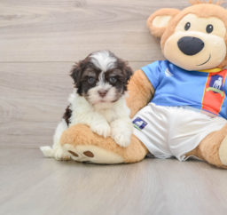 6 week old Havanese Puppy For Sale - Windy City Pups