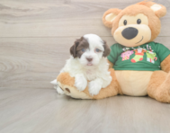 5 week old Havanese Puppy For Sale - Windy City Pups