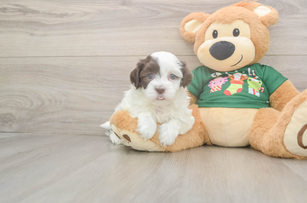 5 week old Havanese Puppy For Sale - Windy City Pups