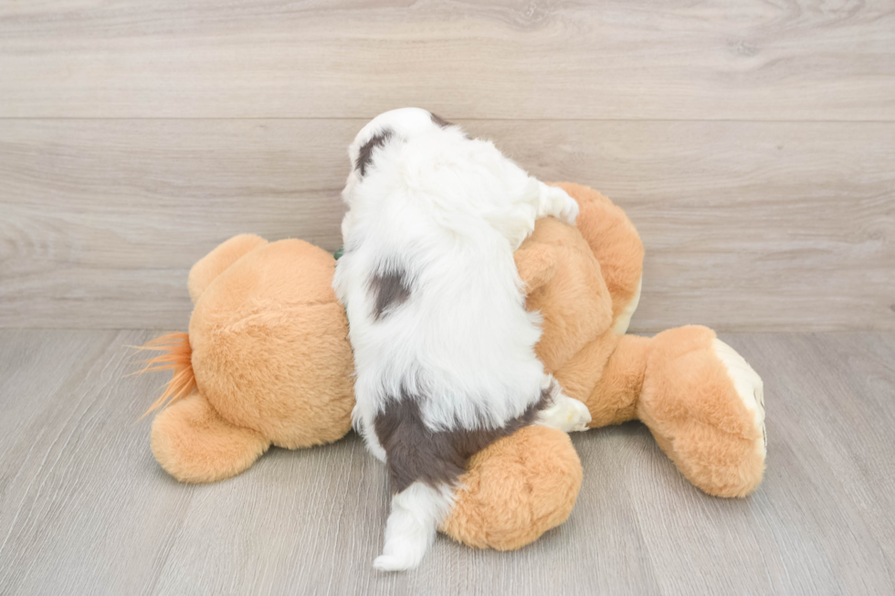 Havanese Puppy for Adoption