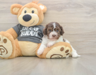 5 week old Havanese Puppy For Sale - Windy City Pups