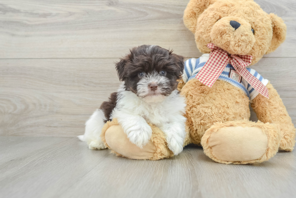 Popular Havanese Baby