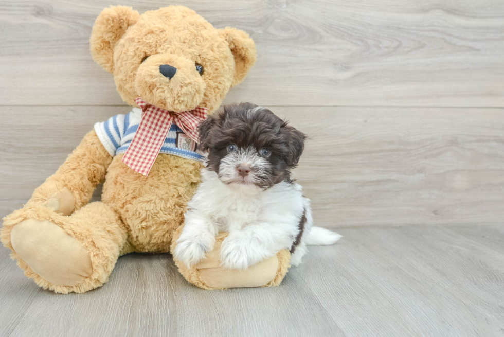 Akc Registered Havanese Baby