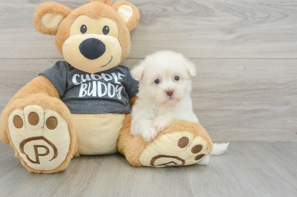 7 week old Havanese Puppy For Sale - Windy City Pups