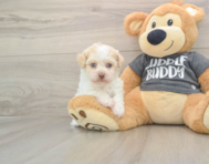 5 week old Havanese Puppy For Sale - Windy City Pups