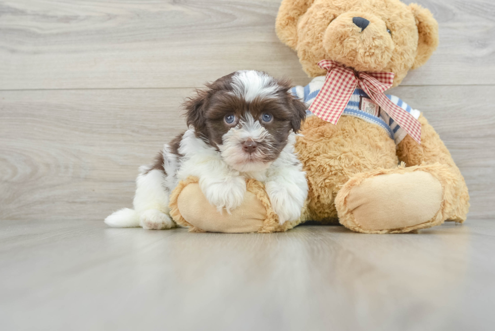 Adorable Bichon Habanero Purebred Puppy