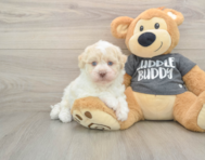 5 week old Havanese Puppy For Sale - Windy City Pups