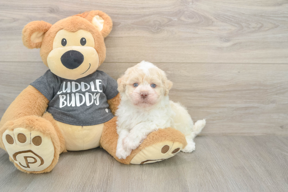 Havanese Pup Being Cute