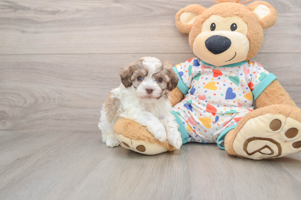 Havanese Puppy for Adoption