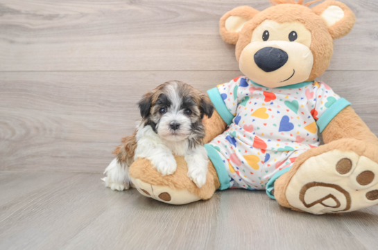 Best Havanese Baby