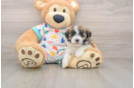 Havanese Puppy for Adoption